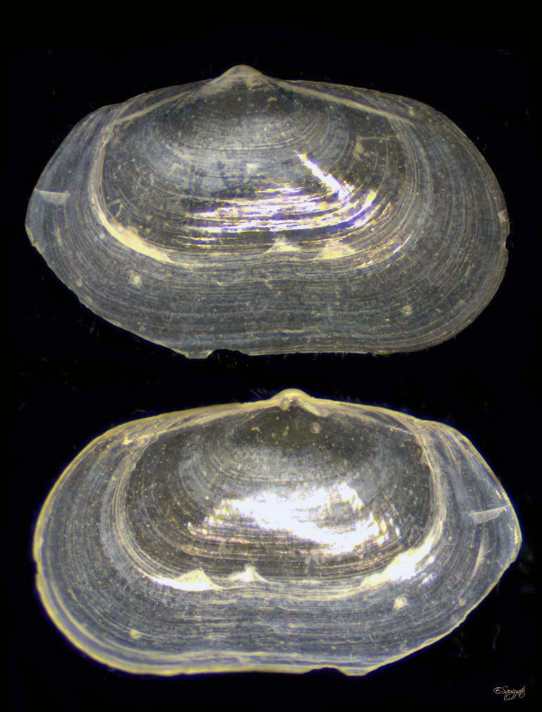 conferma determinazione